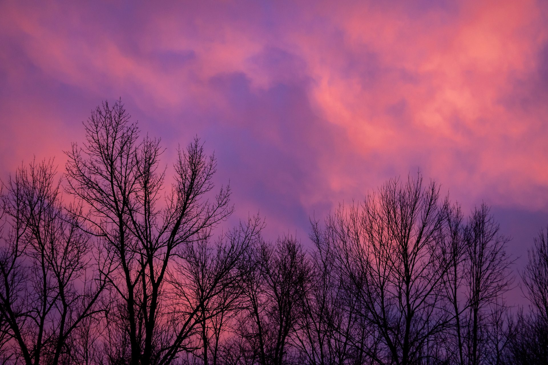 Pink sunset sky above silhouetted trees